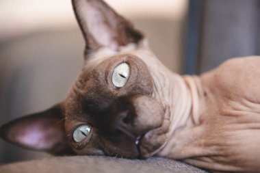 muzzle of a bald cat close-up, canadian Sphynx
