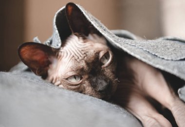 Kel kedi gri bir battaniyenin altında yatıyor, Kanadalı Sphyn 'in burnundan.