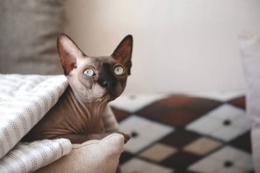 Kanadalı Sphynx cinsinden bir kel kedi battaniyenin altında yatıyor, evcil hayvan dinleniyor.