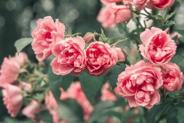 Çalı üzerinde pembe gül çiçekleri yeşil yapraklı arka planda, çiçek açıyor.