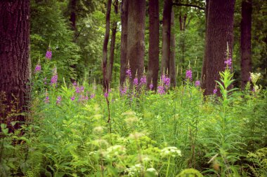 Yazın ağaçların ve yeşilliklerin arasında, ormanda pembe çiçekler.