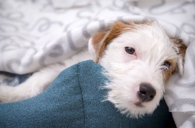 Bir köpek yavrusu bir yastığın altında yatıyor, Jack Russell köpek, evcil hayvan, bebek
