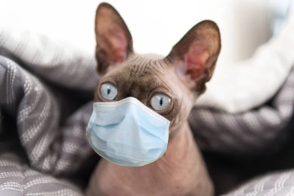 Tıbbi maskeli bir kel kedi, yüzünde şaşırmış bir ifadeyle bir battaniyenin altında yatıyor, Sphynx, koronavirüsten korunuyor.