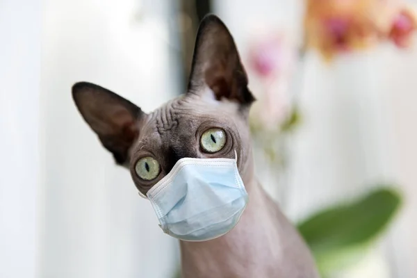 kedi cinsi sfenks Kanadalı, hayvan, memeli, kedi ağızlığı, evde tıbbi maske, koronavirüsten korunma, covid 19