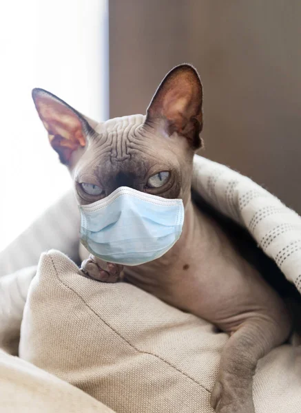 Evde battaniyenin altında, yastıkların üzerinde yatan kel bir kedi. Tıbbi bir maske takıyor. Koronavirüsten korunuyor.