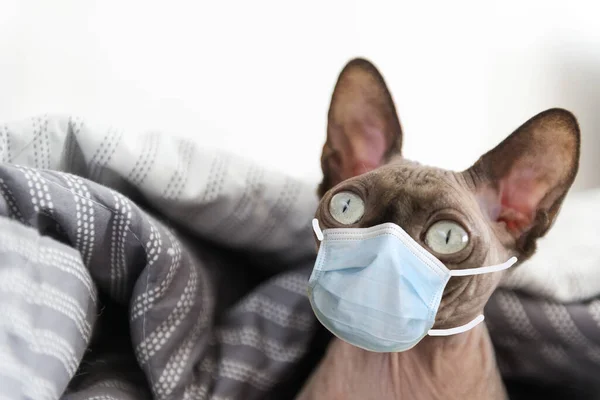 Kedi ağızlığı, Kanadalı Sphynx kedisi gri bir battaniyenin altında yatıyor, kel kedi, evcil hayvan, kedi gözü, evdeki tıbbi maske, koronavirüsten korunma, covid 19