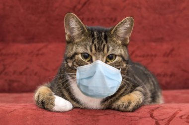 Kaplumbağa rengi kedi kırmızı bir kanepede yatar, kedi ağızlığı, evcil hayvan, tıbbi maskeli kedi, virüs koruması