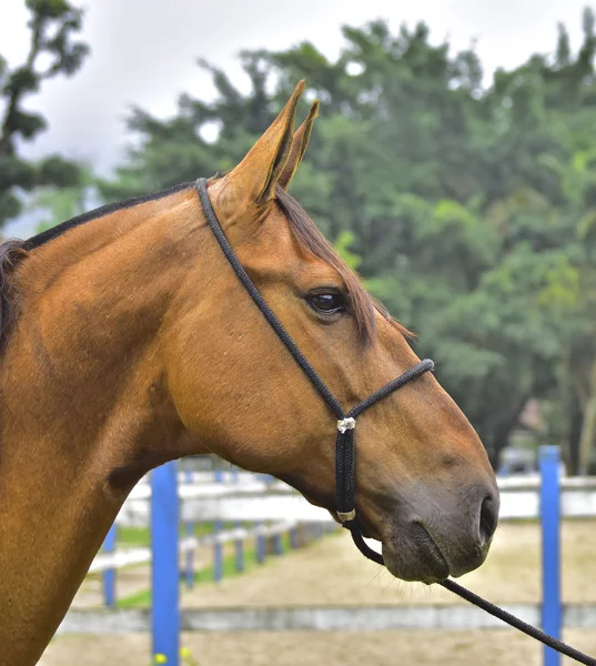 Het paard. Rio de janeiro — Stockfoto
