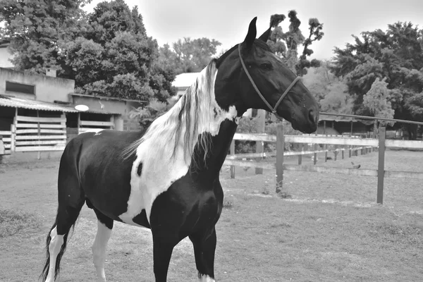 Het paard. Rio de janeiro — Stockfoto