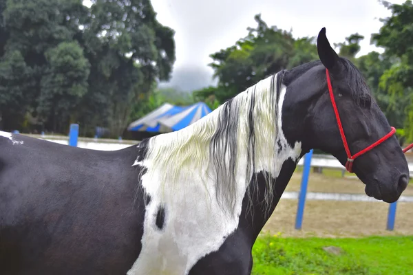 Het paard. Rio de janeiro — Stockfoto