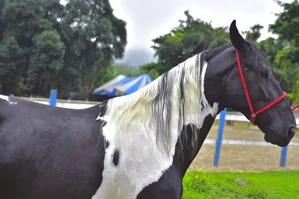 El Caballo. Río de janeiro —  Fotos de Stock