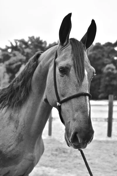 El Caballo. Río de janeiro —  Fotos de Stock