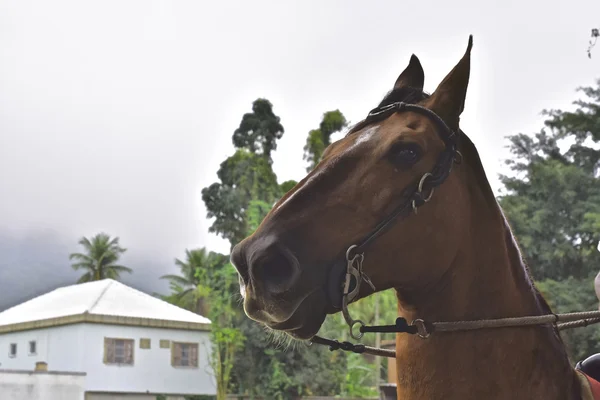 馬がリオデジャネイロ — ストック写真