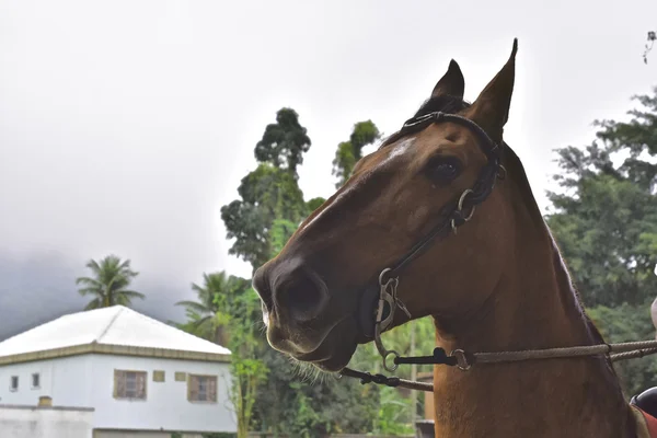 Het paard. Rio de janeiro — Stockfoto