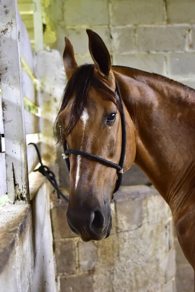 Het paard. Rio de janeiro — Stockfoto