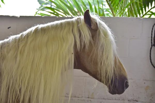 Horse.City Rio de janeiro