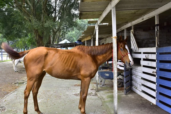 The Horse.City of  Rio de janeiro — ストック写真