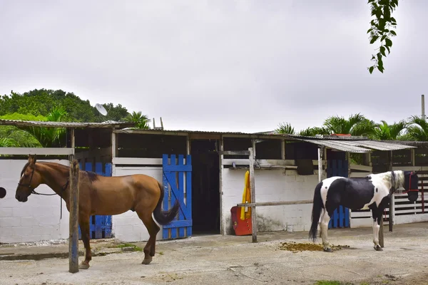 Le Cheval. Rio de janeiro — Photo