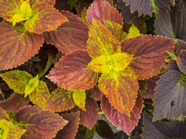 Coleus yaprakları