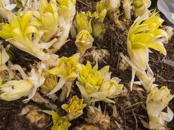 Lampadine tulipano — Foto Stock