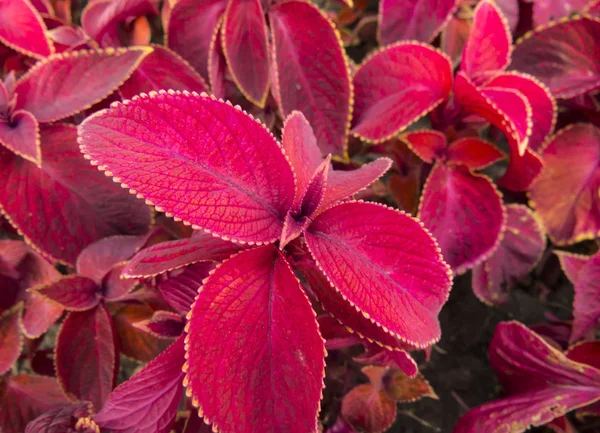 Coleus yaprakları — Stok fotoğraf