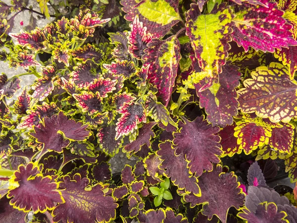 Coleus yaprakları — Stok fotoğraf