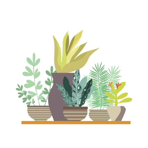 Plantas de salón en macetas3 — Vector de stock