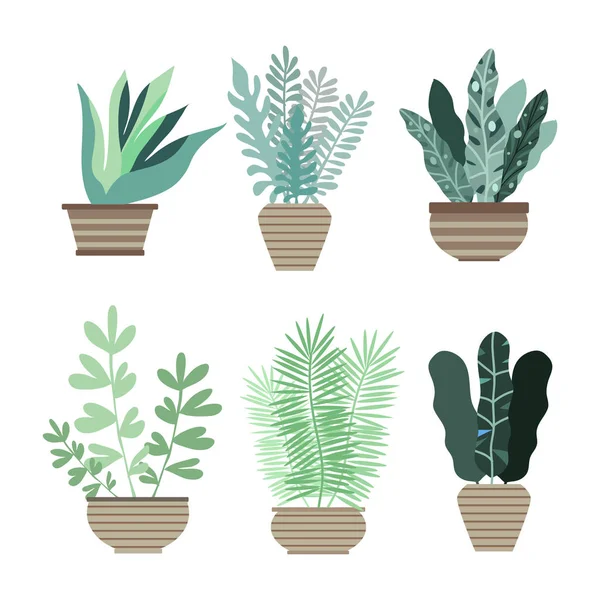 Home room plants in pots5 — Διανυσματικό Αρχείο