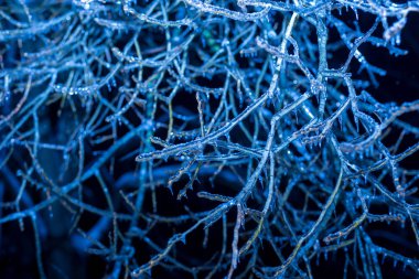 Kış gecesi buzun içinde ağaçlar