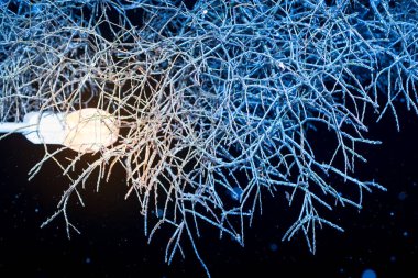 Kış gecesi buzun içinde ağaçlar