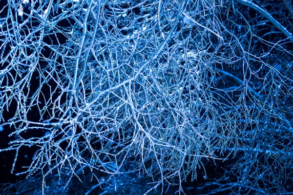 Kış gecesi buzun içinde ağaçlar