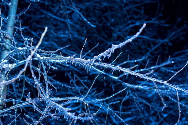 Nuit d'hiver Arbres dans la glace — Photo