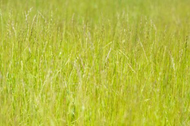 Arka plan güneşli bir sulu yeşil çimen
