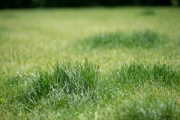 Background Green Juicy Grass Sunny Day — Stock Photo, Image