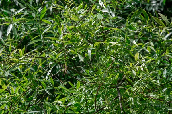 Background Green Leaves Summer Heat — Stock Photo, Image