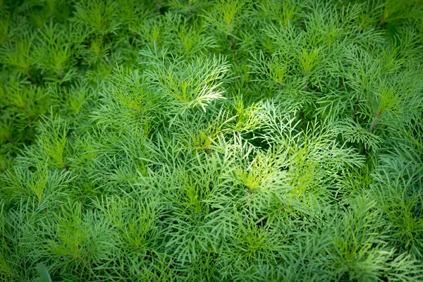 Bakgrund Gröna Saftiga Gräset Solig Dag — Stockfoto