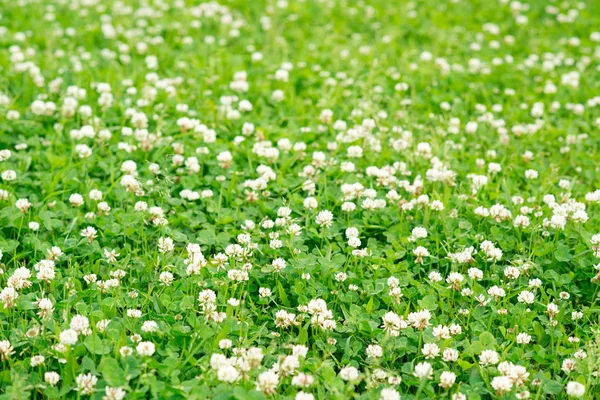 Krásné Květinové Pozadí Kvetoucí Dasies Zelené Trávy — Stock fotografie