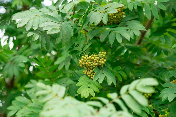 Bakgrund Gröna Blad Sommarvärmen — Stockfoto