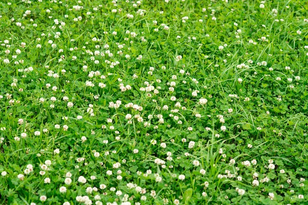 Krásné Květinové Pozadí Kvetoucí Dasies Zelené Trávy — Stock fotografie