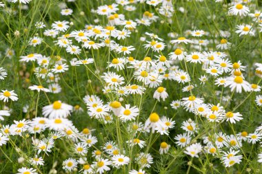 güzel chamomiles yukarıda yükselen güneş