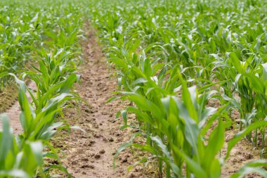 Mısır Tarlası, lens flare etkisi