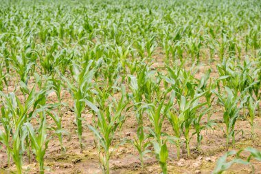 Mısır Tarlası, lens flare etkisi