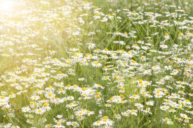 güzel chamomiles yukarıda yükselen güneş