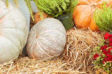 Sonbahar kabak yakın çekim