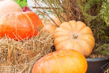 Sonbahar kabak yakın çekim