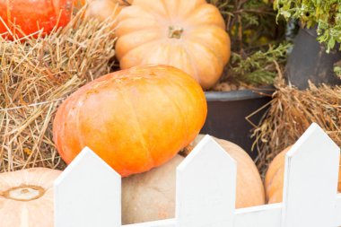 Sonbahar kabak yakın çekim