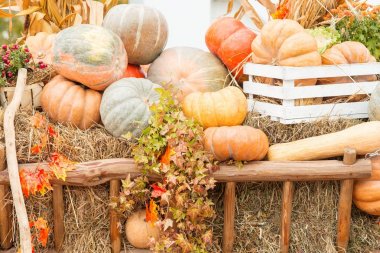 Sonbahar kabak yakın çekim
