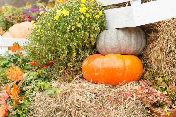 Sonbahar kabak yakın çekim