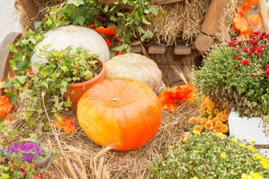 Sonbahar kabak yakın çekim