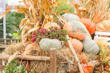 Sonbahar kabak yakın çekim